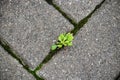 Young green spring leaves on tiled pavement background