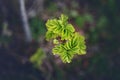 Young green spring leaves on darkened background