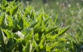 Young Green Spring nettle grows in the garden under the sun Royalty Free Stock Photo