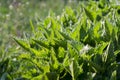 Young Green Spring nettle grows in the garden under the sun Royalty Free Stock Photo