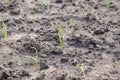 Young green spring shoots of green onions in the garden. Royalty Free Stock Photo