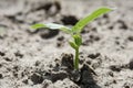 Young green sprout bean Royalty Free Stock Photo