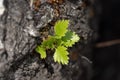 Young green sprout breaks through bark of tree. Spring has come, new life is born.