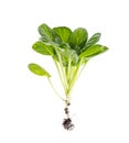 Young green sprout, cabbage with root, isolated on white background. Royalty Free Stock Photo