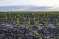 A young green sprout of corn close-up grows in the soil in a garden bed in a sunset. Royalty Free Stock Photo