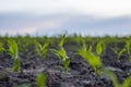 A young green sprout of corn close-up grows in the soil in a garden bed in a sunset. Royalty Free Stock Photo