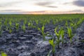 A young green sprout of corn close-up grows in the soil in a garden bed in a sunset. Royalty Free Stock Photo