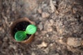 Young green sprout in an eco-friendly peat glass on the ground before planting on the garden bed. Natural seedlings squash, Royalty Free Stock Photo