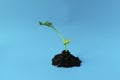 Young green sprout in the ground on a blue background. Seedling of seeds. The growth of new life. spring