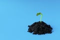 Young green sprout in the ground on a blue background. Seedling of seeds. The growth of new life. spring