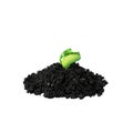 Young green sprout in the ground isolate. Seedling of seeds. The growth of new life. spring Royalty Free Stock Photo