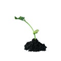 Young green sprout in the ground. Seedling of seeds. The growth of new life. spring Royalty Free Stock Photo
