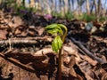 Young green sprout on a sunny spring day. Royalty Free Stock Photo