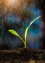 Young green sprout growing in the garden in the rain as a symbol of new life. Gardening, agriculture and ecology concept Royalty Free Stock Photo