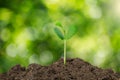 Young green sprout growing out from soil on blurred green bokeh background Royalty Free Stock Photo
