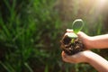 Young green sprout in the hands of a child in the light of the sun on a background of green grass. Natural seedlings, eco-friendly Royalty Free Stock Photo