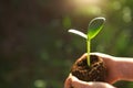 Young green sprout in the hands of a child in the light of the sun on a background of green grass. Natural seedlings, eco-friendly Royalty Free Stock Photo