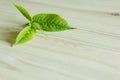 Young green sprout, leaf on wooden background. Wood background. Texture.