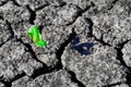 Young green sprout made its way in cracked, dried earth Royalty Free Stock Photo