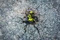 A young green sprout makes its way through the asphalt Royalty Free Stock Photo