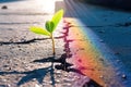 A young green sprout makes its way through a crack in the asphalt. Generative ai Royalty Free Stock Photo