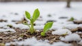 A young green sprout marks the end of winter and the start of spring by sprouting from the snow-covered frozen ground Royalty Free Stock Photo