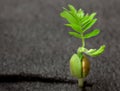 Young green sprout of tamarind tree close up Royalty Free Stock Photo