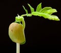 Young green sprout of tamarind tree close up