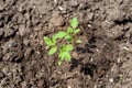 young green sprout of tomato grows in the garden in the ground. Growing tomatoes Royalty Free Stock Photo