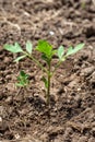young green sprout of tomato grows in the garden in the ground. Growing tomatoes Royalty Free Stock Photo