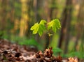 Young green sprout of a tree growing on forest background Royalty Free Stock Photo