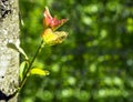 Young green sprout of a tree from a tree trunk in a forest Royalty Free Stock Photo