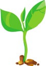 Young green sprout - vector