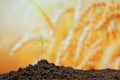 Young green sprout with water drop growing out from soil on background yellow wheat Royalty Free Stock Photo