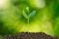 Young green sprout with water drop growing out from soil isolated on blurred green bokeh background Royalty Free Stock Photo