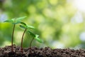 Young green sprout with water drop growing up from soil on blurred green bokeh with soft sunlight background Royalty Free Stock Photo