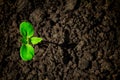 Young green sprout with water drop growing up from soil partly in shade and partly in light, environmental concept Royalty Free Stock Photo