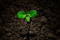 Young green sprout with water drop growing up from soil partly in shade and partly in light, environmental concept Royalty Free Stock Photo