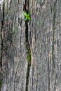 Young green sprout of wood breaks through the old wooden crack.