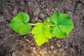 A young green sprout of zucchini with large leaves close-up grows in the soil on a garden bed, in the evening at sunset Royalty Free Stock Photo