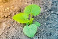 A young green sprout of zucchini with large leaves close-up grows in the soil on a garden bed, in the evening at sunset Royalty Free Stock Photo