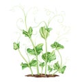 Young green sprouting pea sprouts from seeds. A legume plant growing from the soil in a home garden. Organic micro-greens for