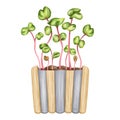 Young green sprouting radish shoots. A plant for home potting and backyard gardening. Organic microgreens for healthy eating,