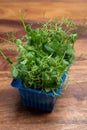 Young green sprouts of affilla cress growing in blue plastic box Royalty Free Stock Photo