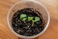 Young green sprouts of basil with two first leaves grow in a plastic cup Royalty Free Stock Photo