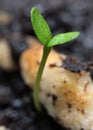 Young green sprouts on black organic soil close-up