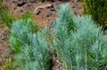 Young green sprouts of Canary Island pine (Pinus canariensis) in the mountain forest of Tenerife,Canary Islands,Spain.