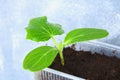 Young green sprouts of cucumber in the ground. Seedlings in the garden. Royalty Free Stock Photo