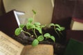 Young green sprouts with drops of water among the expanded books. Concept of spring, education and knowledge Royalty Free Stock Photo