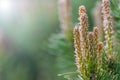 Young green sprouts fir tree needles sprig with sun lights bokeh. Sprouts on twig in sunlight coniferous background